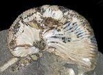 Hoploscaphites Brevis Ammonite - #43940-1
